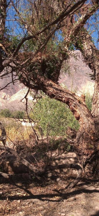 Dormir Con Llamas Maimará Exteriör bild