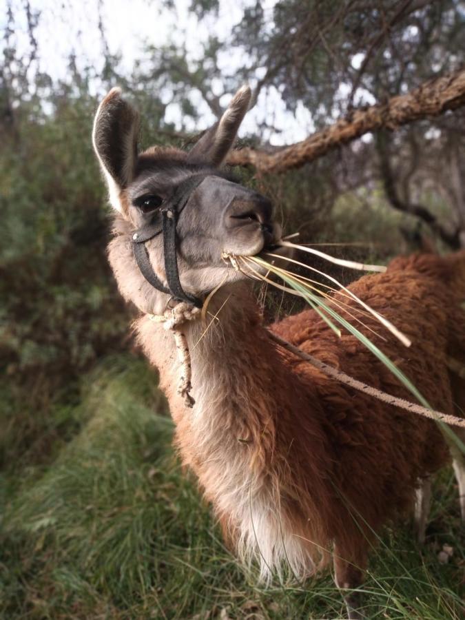 Dormir Con Llamas Maimará Exteriör bild