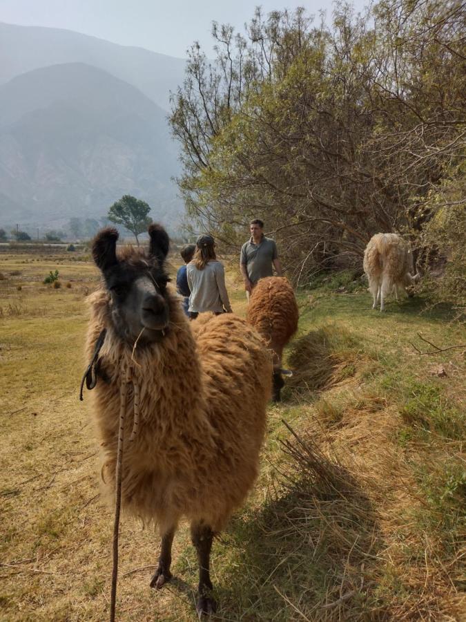 Dormir Con Llamas Maimará Exteriör bild