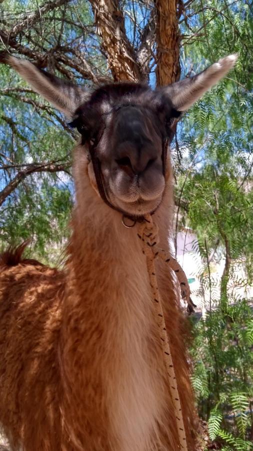 Dormir Con Llamas Maimará Exteriör bild