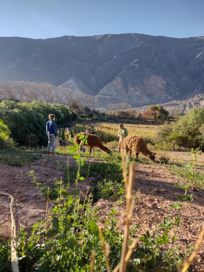 Dormir Con Llamas Maimará Exteriör bild